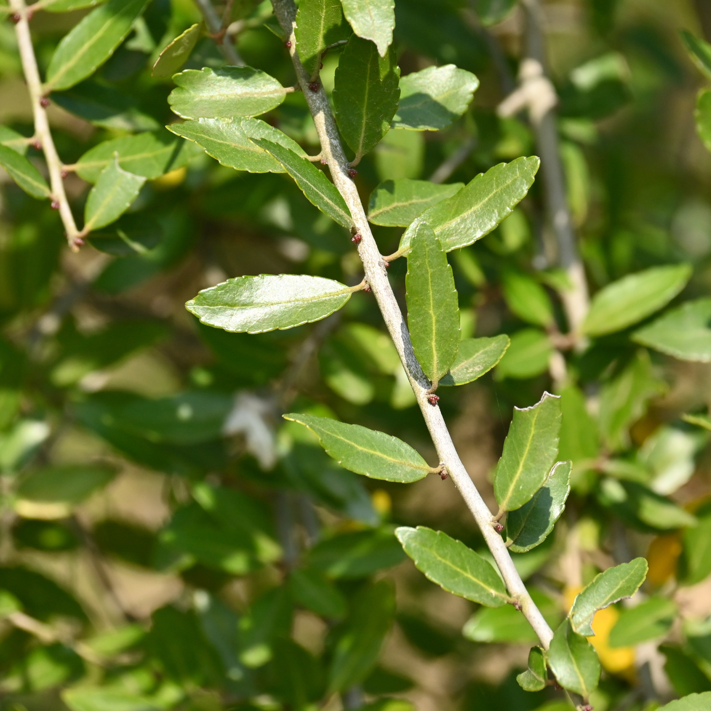 Organic Liberty Tea